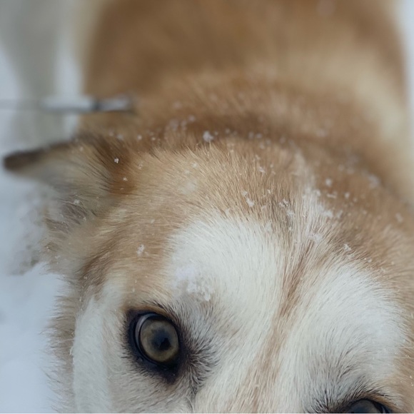 Meet your Posher, Nico - Picture 1 of 1